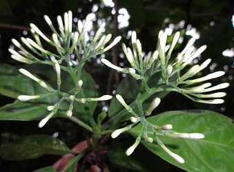 Flower buds of Pavetta wallichiana photo